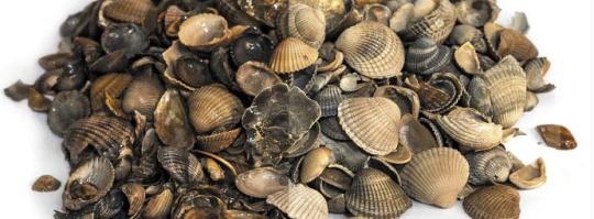 schelpen