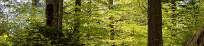 Houtsnippers, Boomschors en Cacaodoppen
