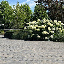 Lucca antica Zwart zilverzand Getrommeld Gebakken klinkers